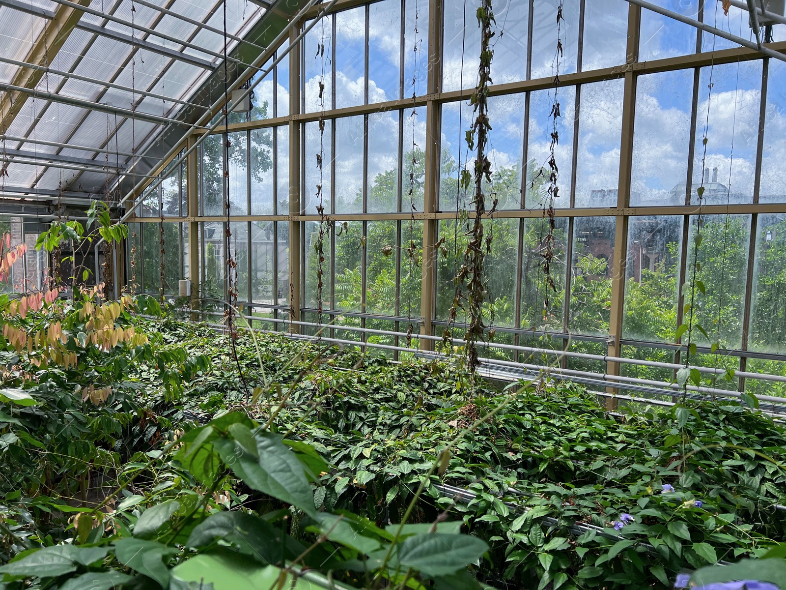 Photo of Different beautiful plants growing in greenhouse on sunny day