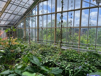 Different beautiful plants growing in greenhouse on sunny day