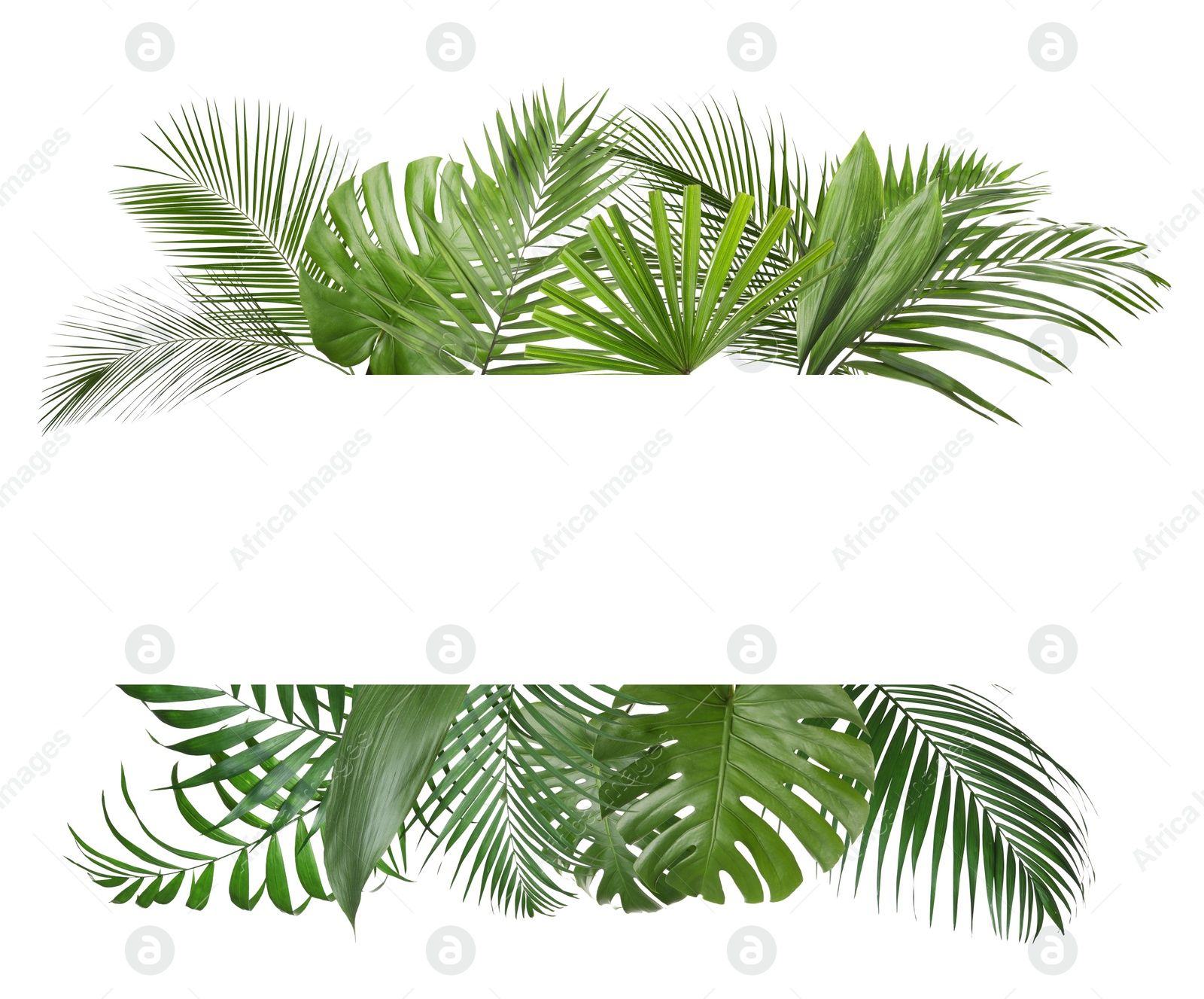 Image of Frame made of beautiful lush tropical leaves on white background, top view. Space for text