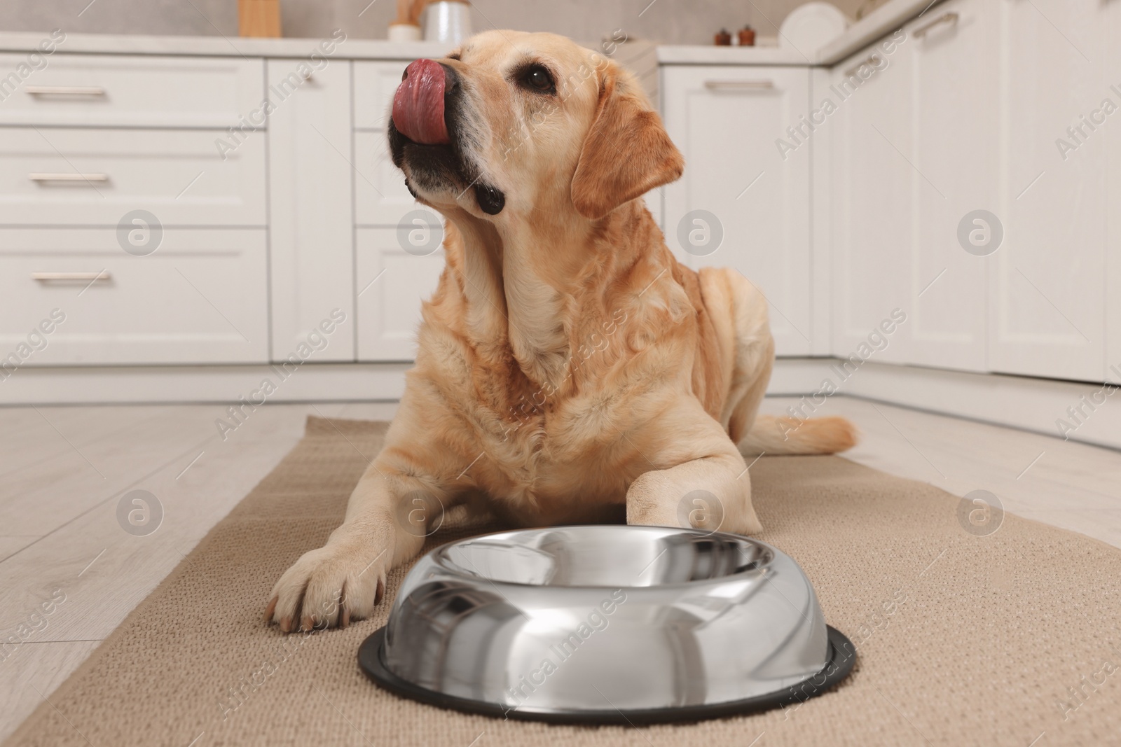 Photo of Cute Labrador Retriever waiting near feeding bowl on floor in kitchen