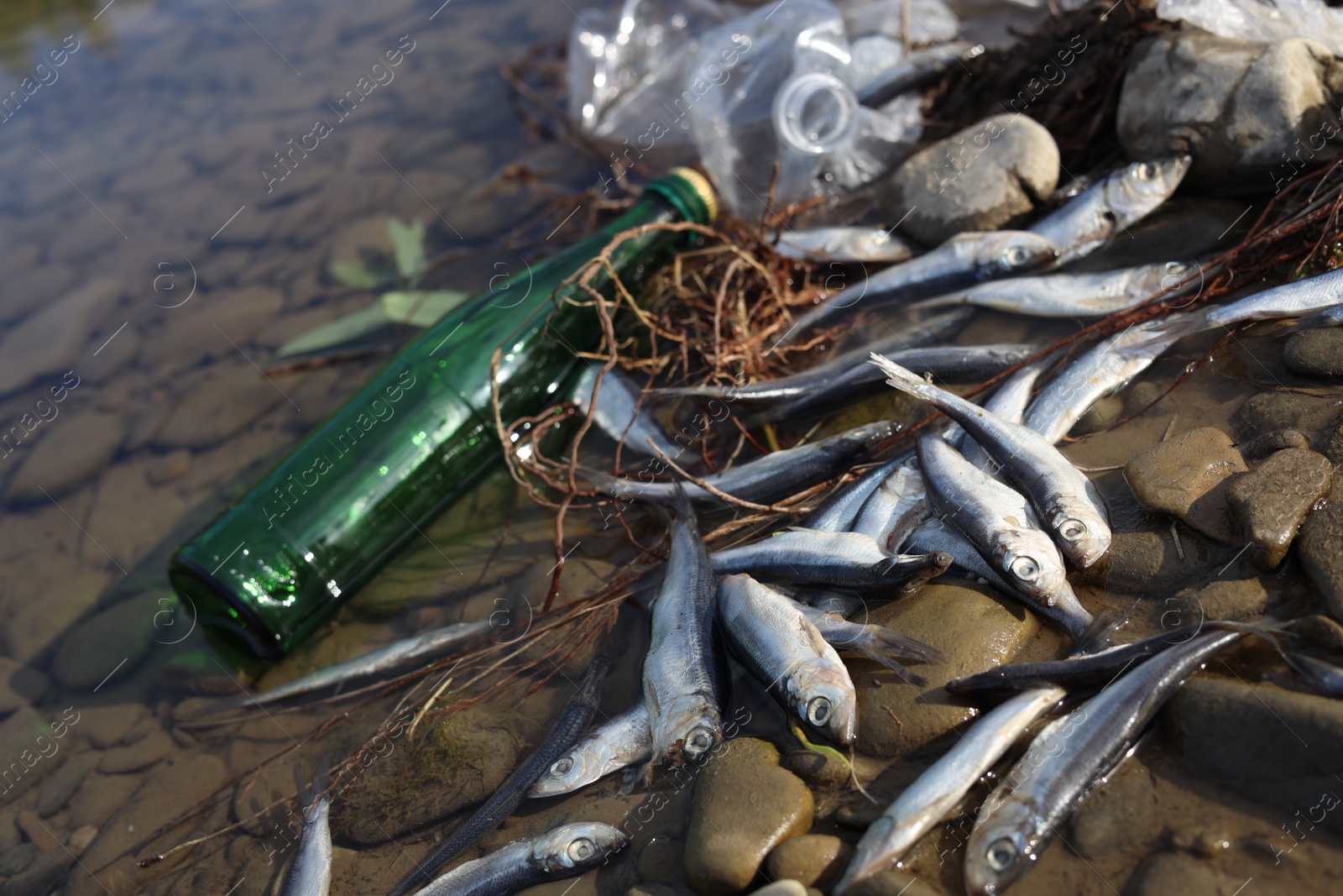 Photo of Dead fishes and trash near river. Environmental pollution concept