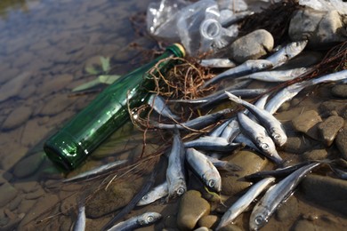 Photo of Dead fishes and trash near river. Environmental pollution concept