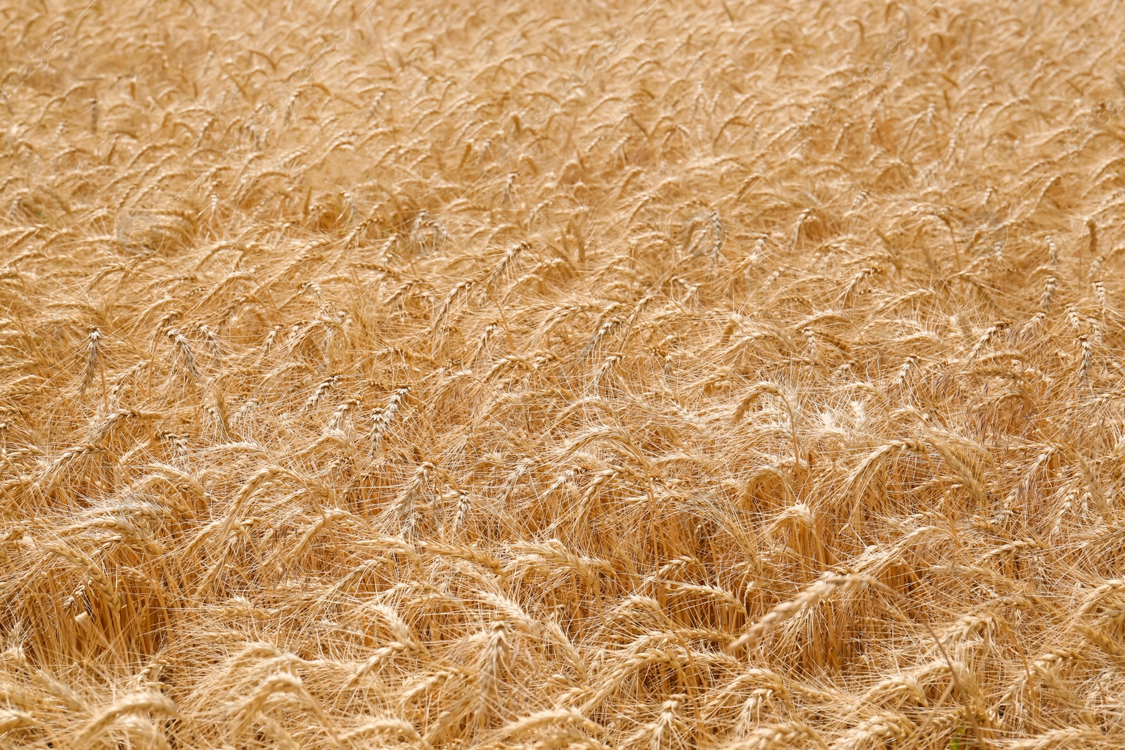 Photo of Beautiful view of agricultural field with ripe wheat spikes