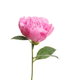 Beautiful fresh peony flower with leaves on white background