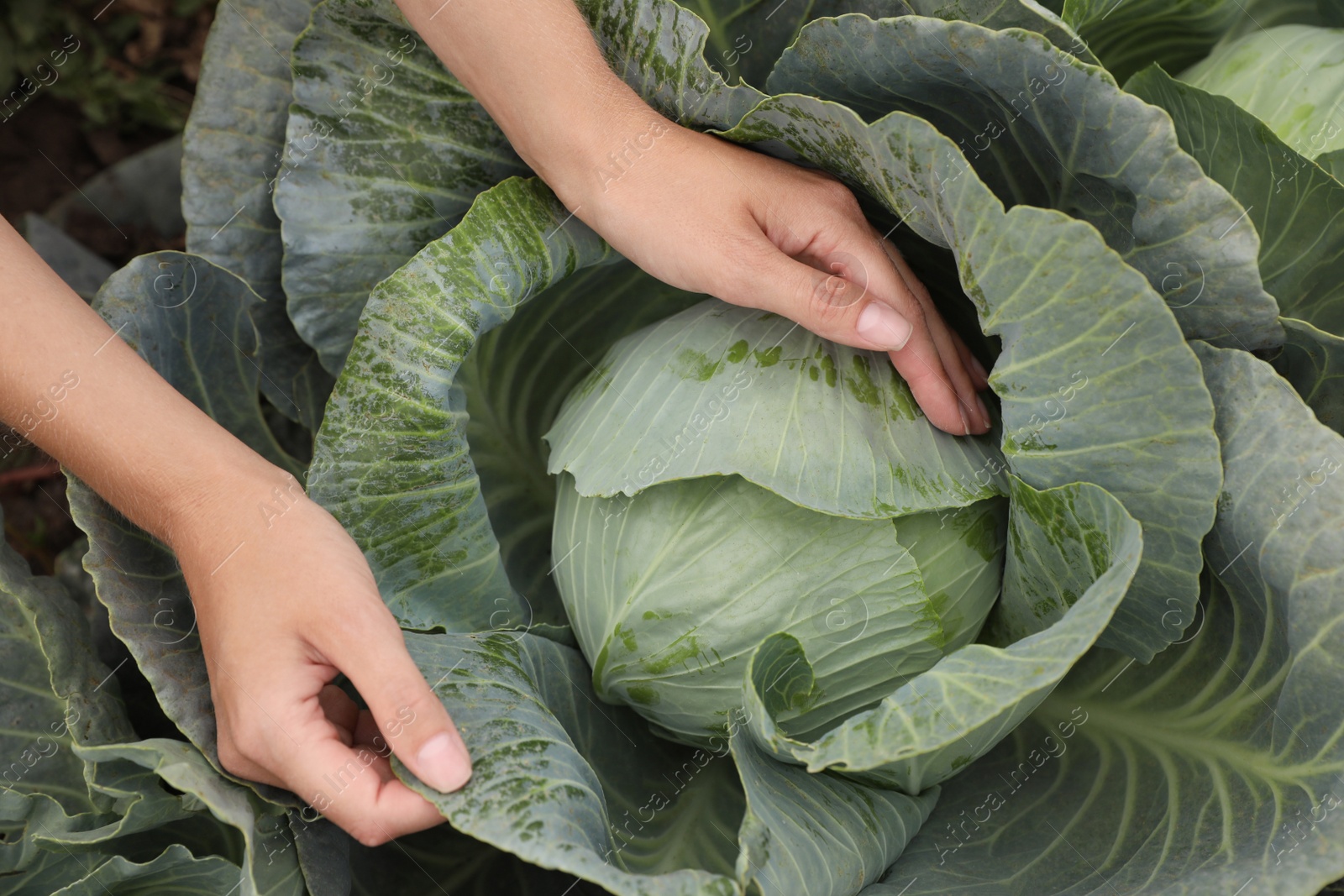 Photo of Farmer taking cabbage, top view. Harvesting time