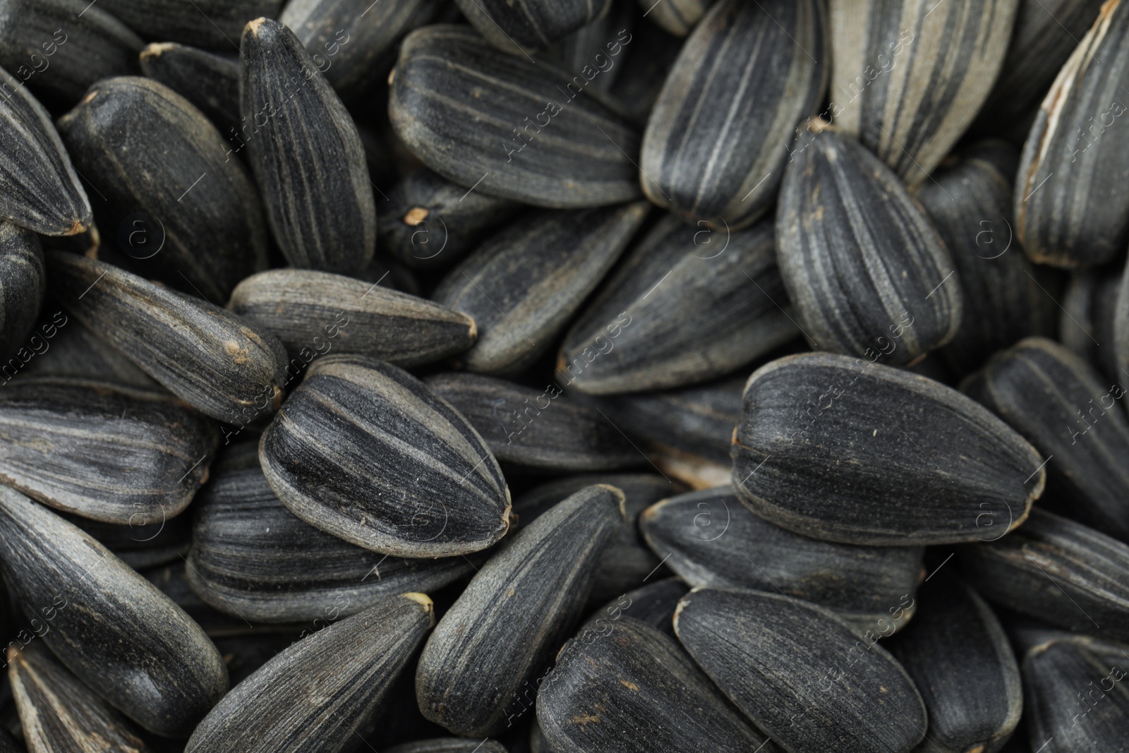 Photo of Raw sunflower seeds as background, closeup view