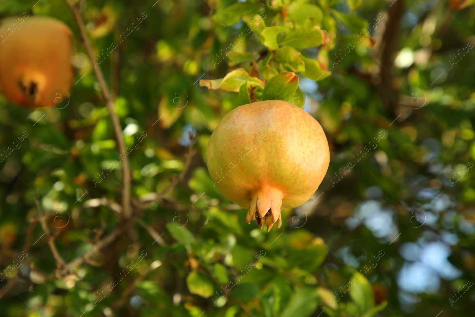 Photo of Unripe pomegranate growing on tree outdoors, closeup