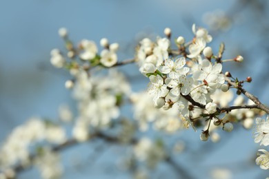 Photo of Beautiful spring white blossoms on tree branches against blue sky, closeup. Space for text