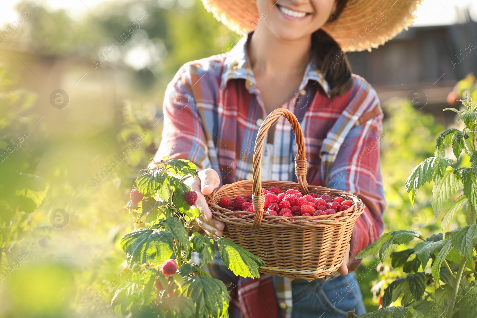 Photo of Woman holding wicker basket with ripe raspberries outdoors, closeup