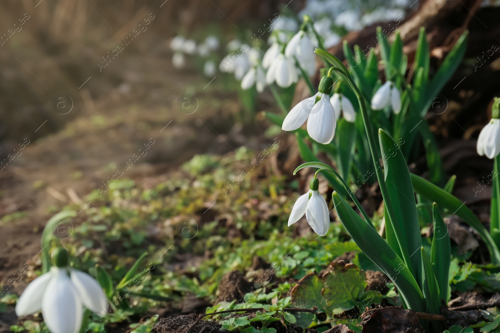 Photo of Beautiful white blooming snowdrops growing outdoors, space for text