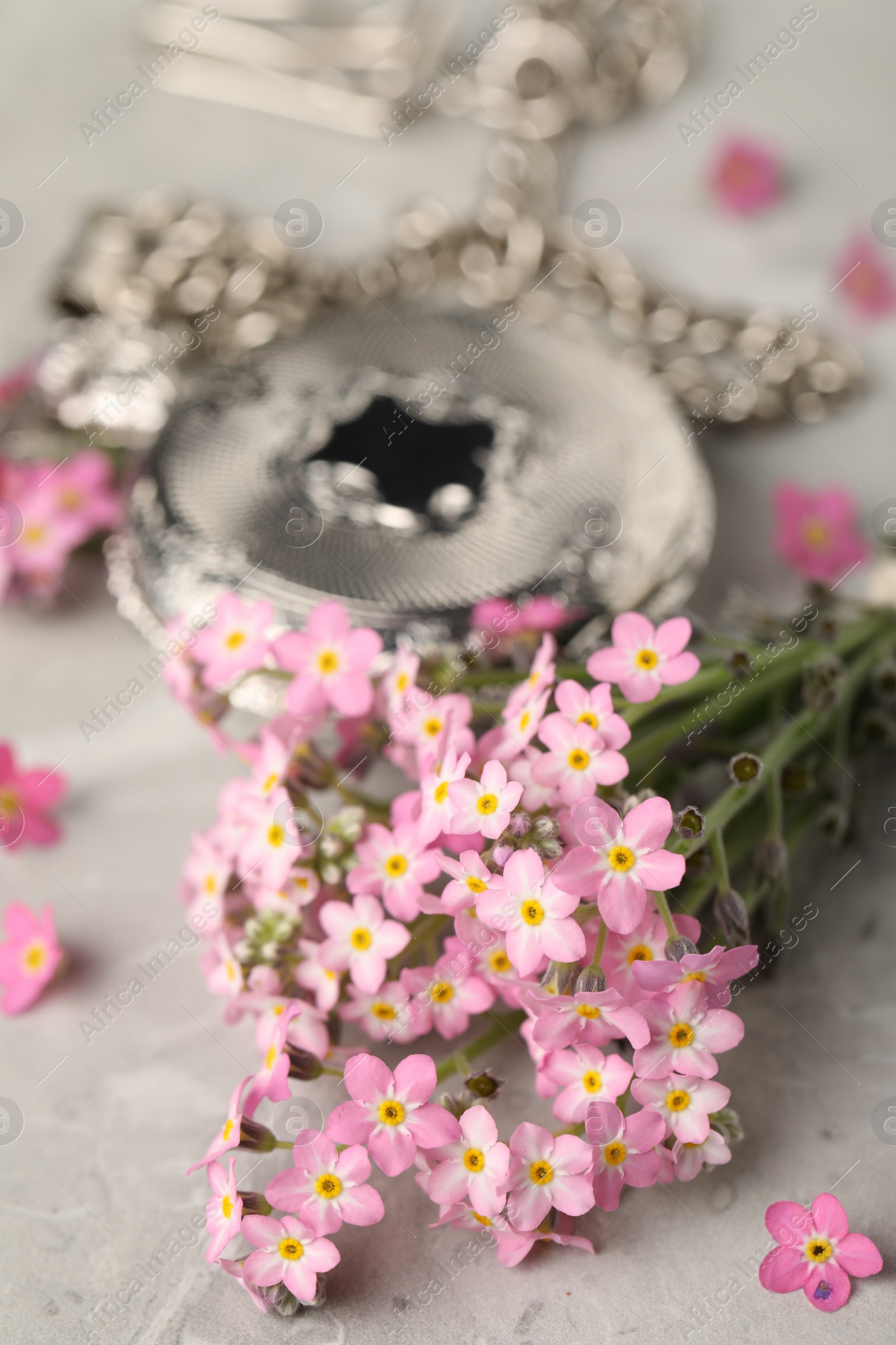 Photo of Beautiful Forget-me-not flowers and pocket watch on grey table, closeup