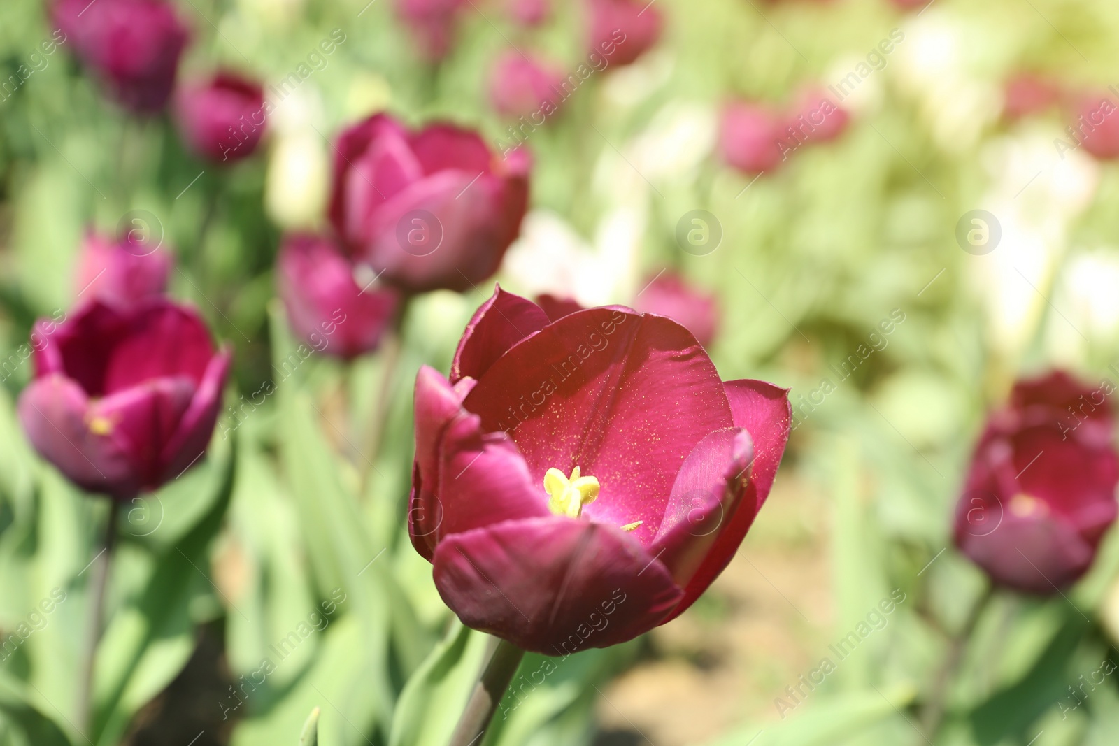 Photo of Beautiful blooming tulips outdoors on sunny day