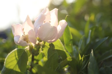 Photo of Closeup view of beautiful blossoming quince tree outdoors on spring day