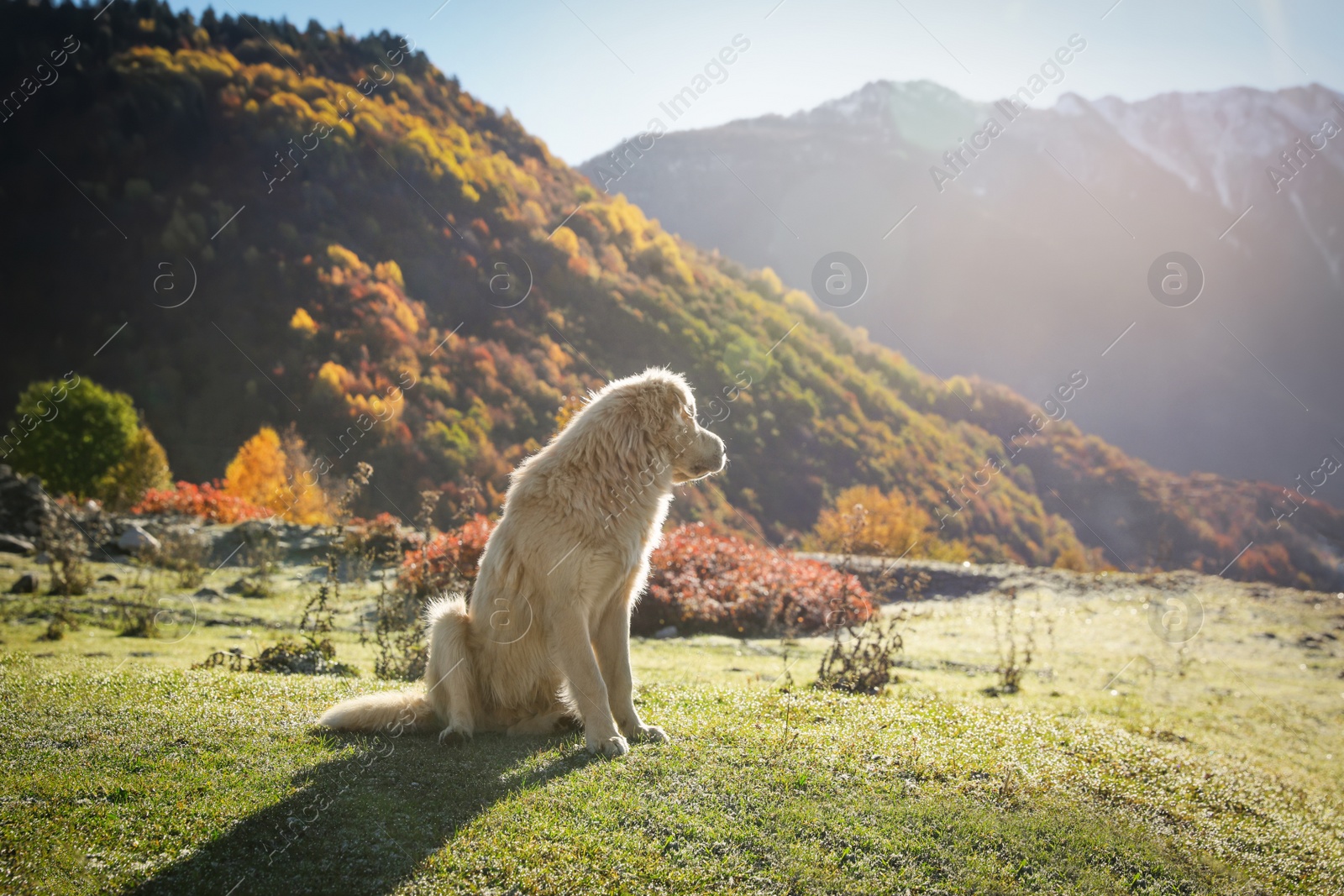 Photo of Adorable dog in mountains on sunny day