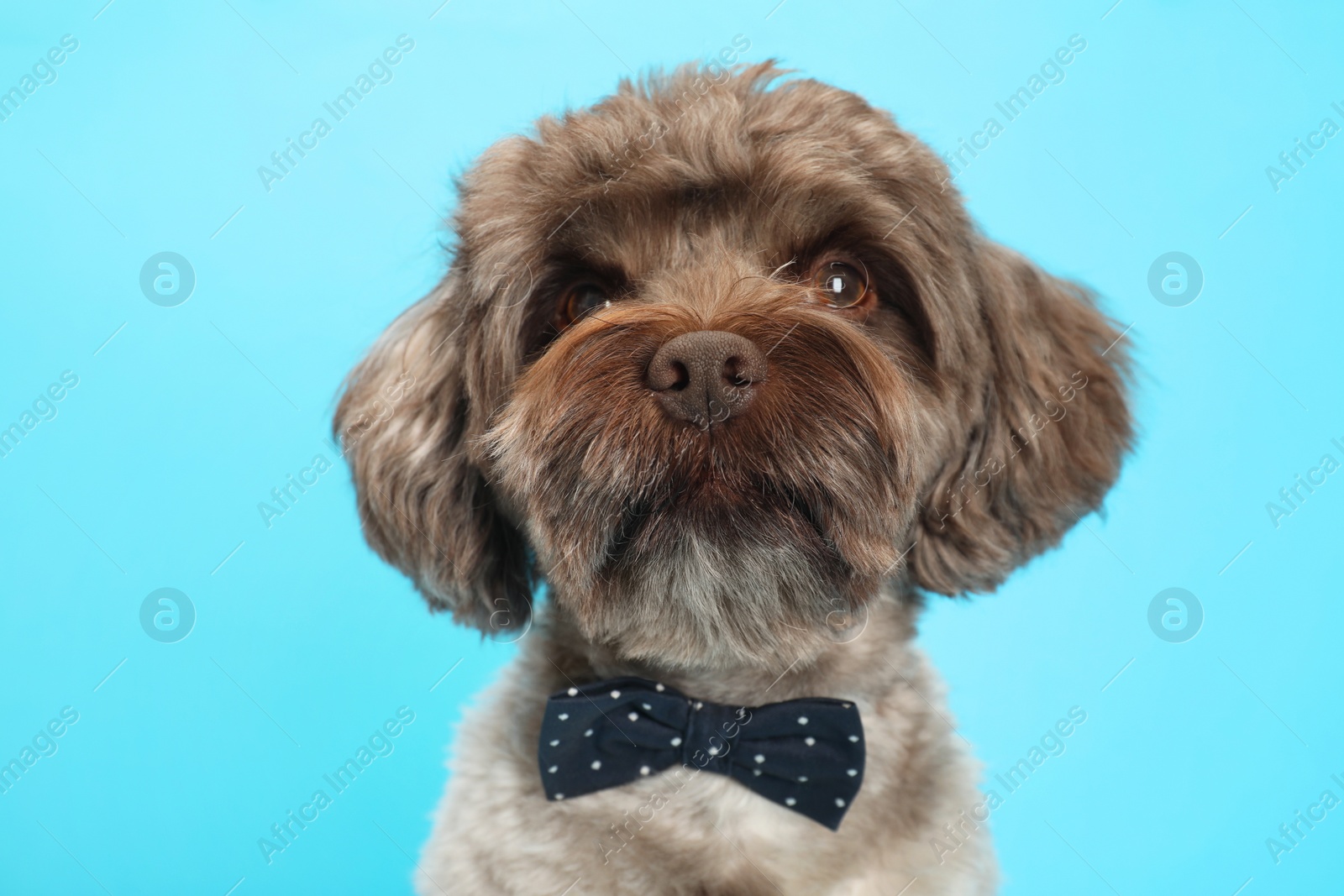 Photo of Cute Maltipoo dog with bow tie on light blue background. Lovely pet