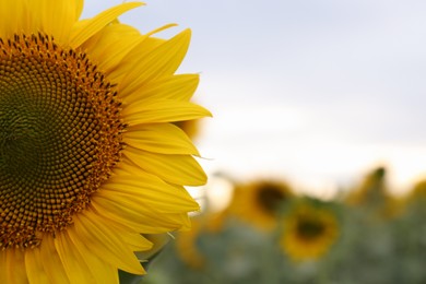 Beautiful blooming sunflower in field on summer day, closeup. Space for text