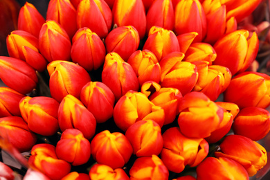 Beautiful fresh tulips as background, closeup. Floral decor