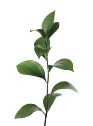 Ruscus branch with fresh green leaves on white background