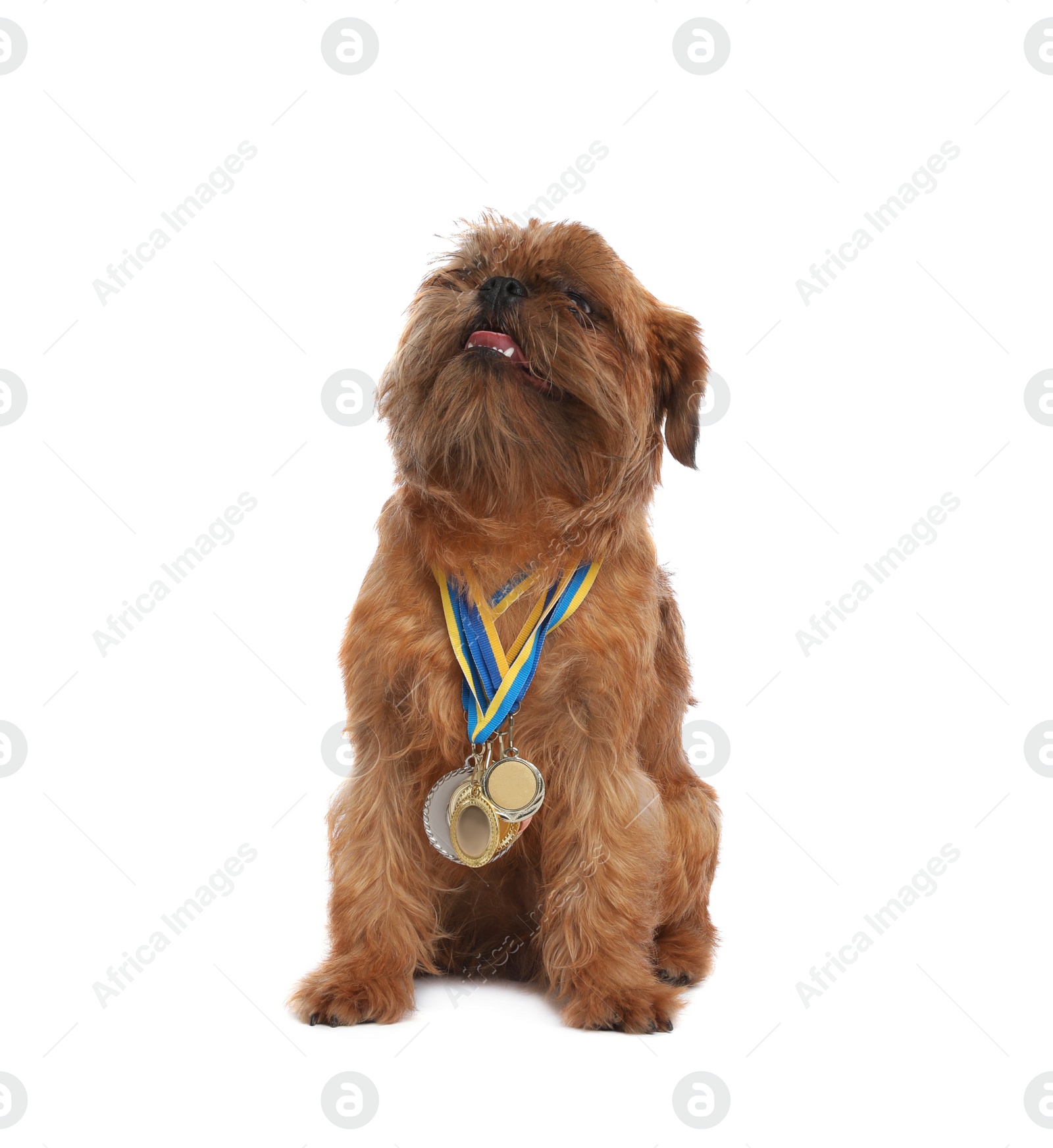 Photo of Cute Brussels Griffon dog with champion medals on white background