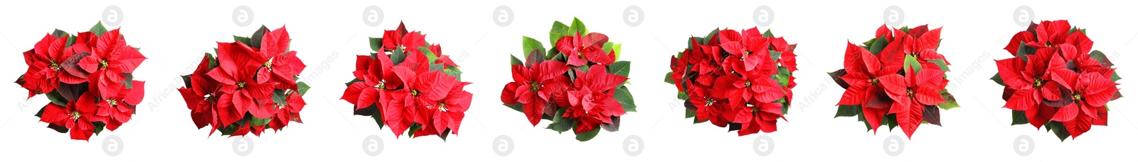 Image of Set of poinsettias on white background, top view. Christmas traditional flower, banner design