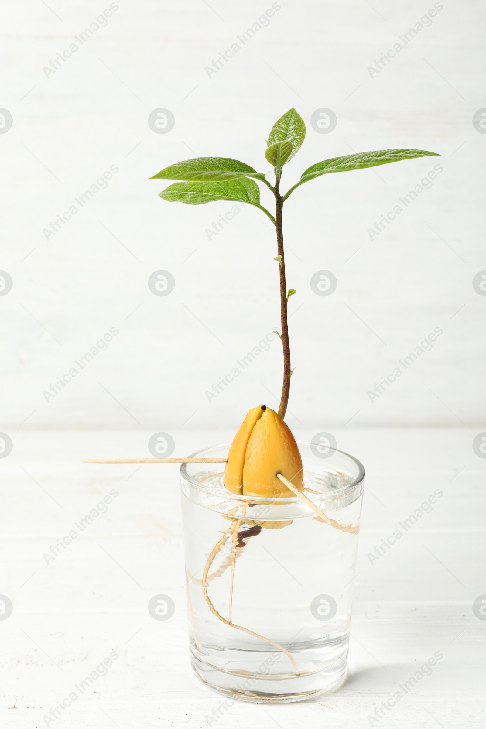 Photo of Glass with sprouted avocado on white table