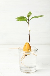 Glass with sprouted avocado on white table