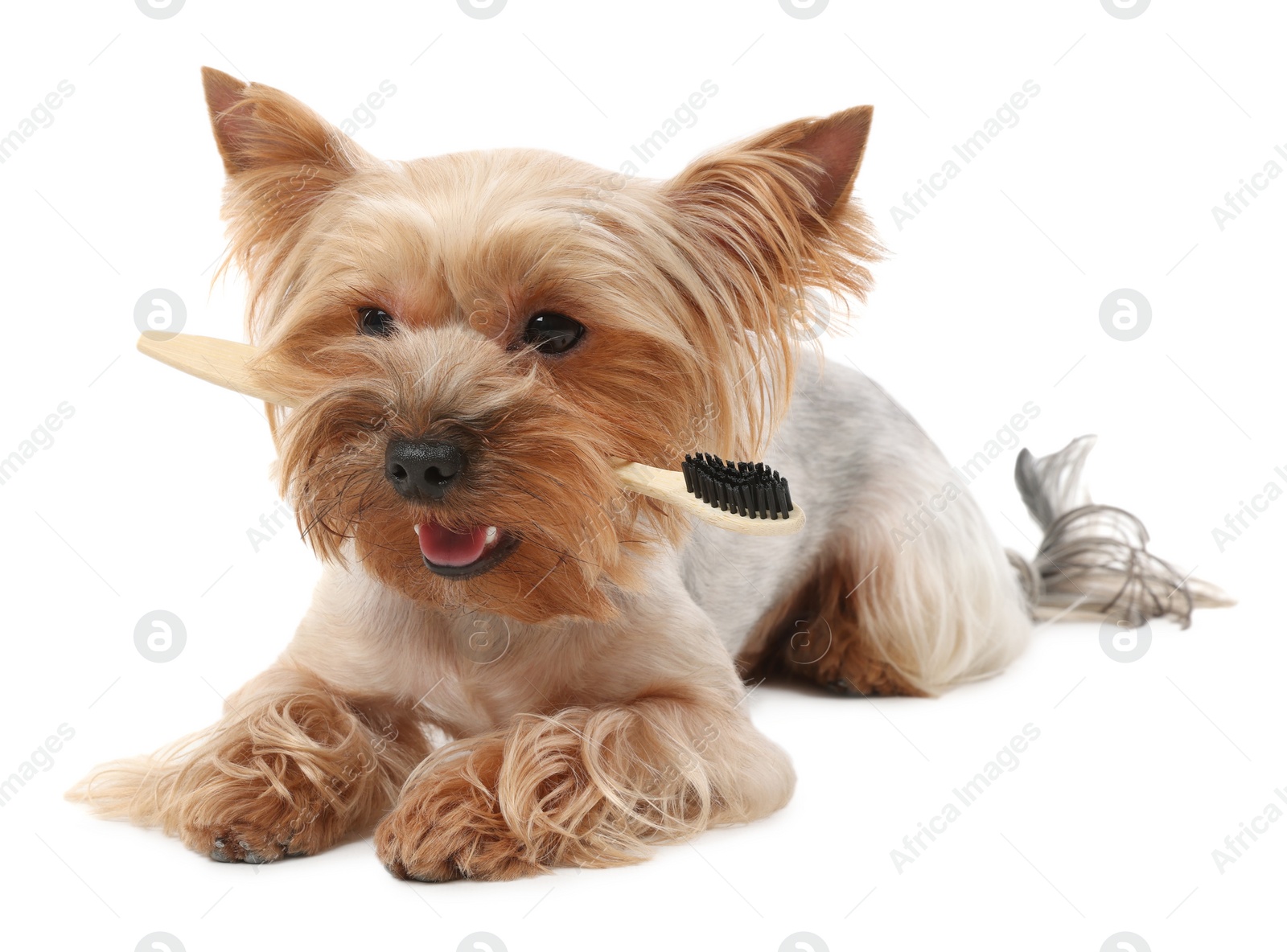 Photo of Cute Yorkshire Terrier with toothbrush on white background