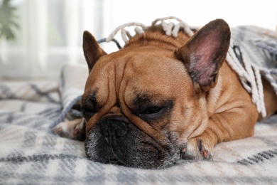 Funny French bulldog under warm plaid at home