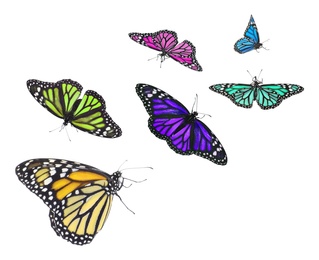 Image of Amazing different butterflies flying on white background