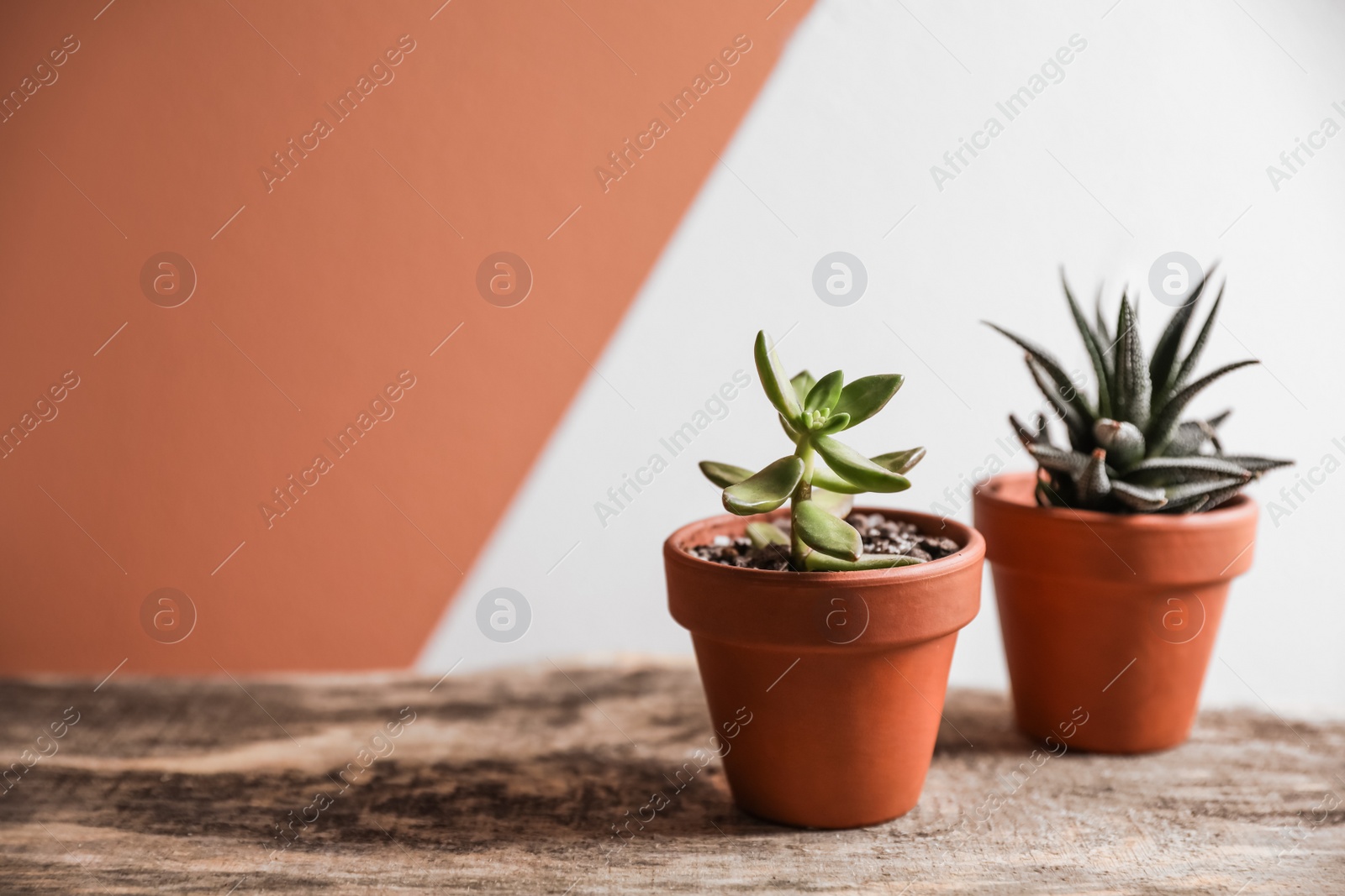 Photo of Beautiful succulents on wooden table, space for text. Interior decoration