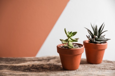 Beautiful succulents on wooden table, space for text. Interior decoration