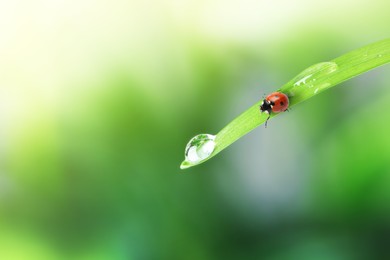 Image of Tiny ladybug and water drop on green leaf against blurred background, closeup 