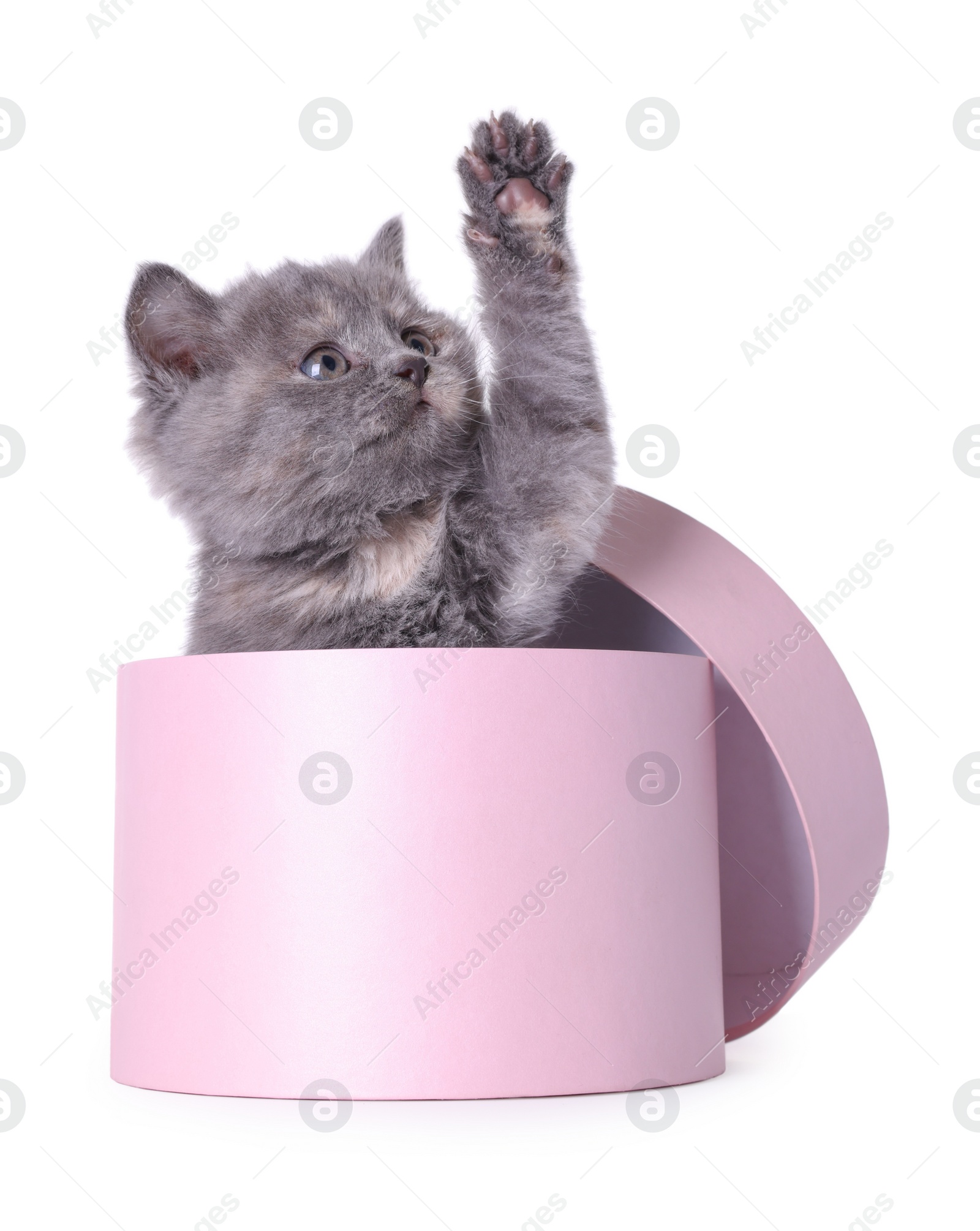 Photo of Cute little grey kitten playing with pink box on white background