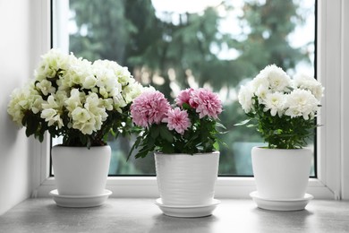 Photo of Beautiful chrysanthemum and azalea flowers in pots on windowsill indoors
