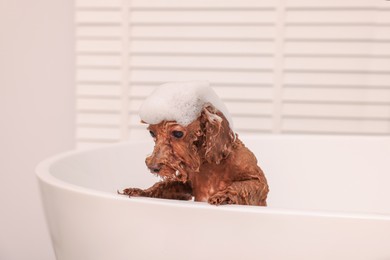 Photo of Cute Maltipoo dog with foam in bathtub indoors. Lovely pet