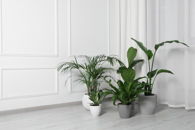 Many different houseplants in pots on floor near white wall indoors, space for text