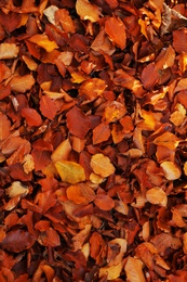 Fallen autumn leaves on ground, top view