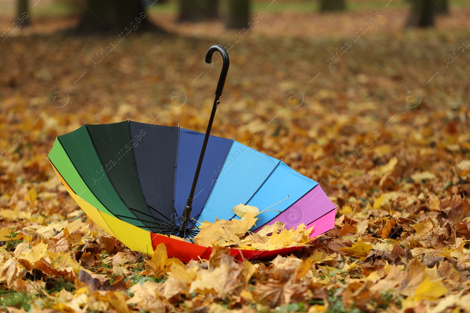 Photo of Open rainbow umbrella on fallen leaves in autumn park