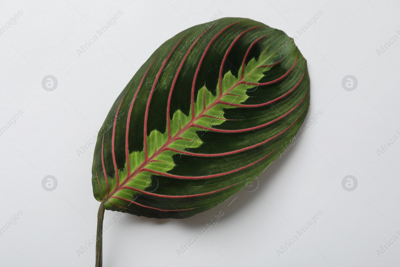 Photo of Leaf of tropical maranta plant on white background, top view