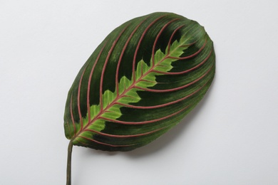 Photo of Leaf of tropical maranta plant on white background, top view
