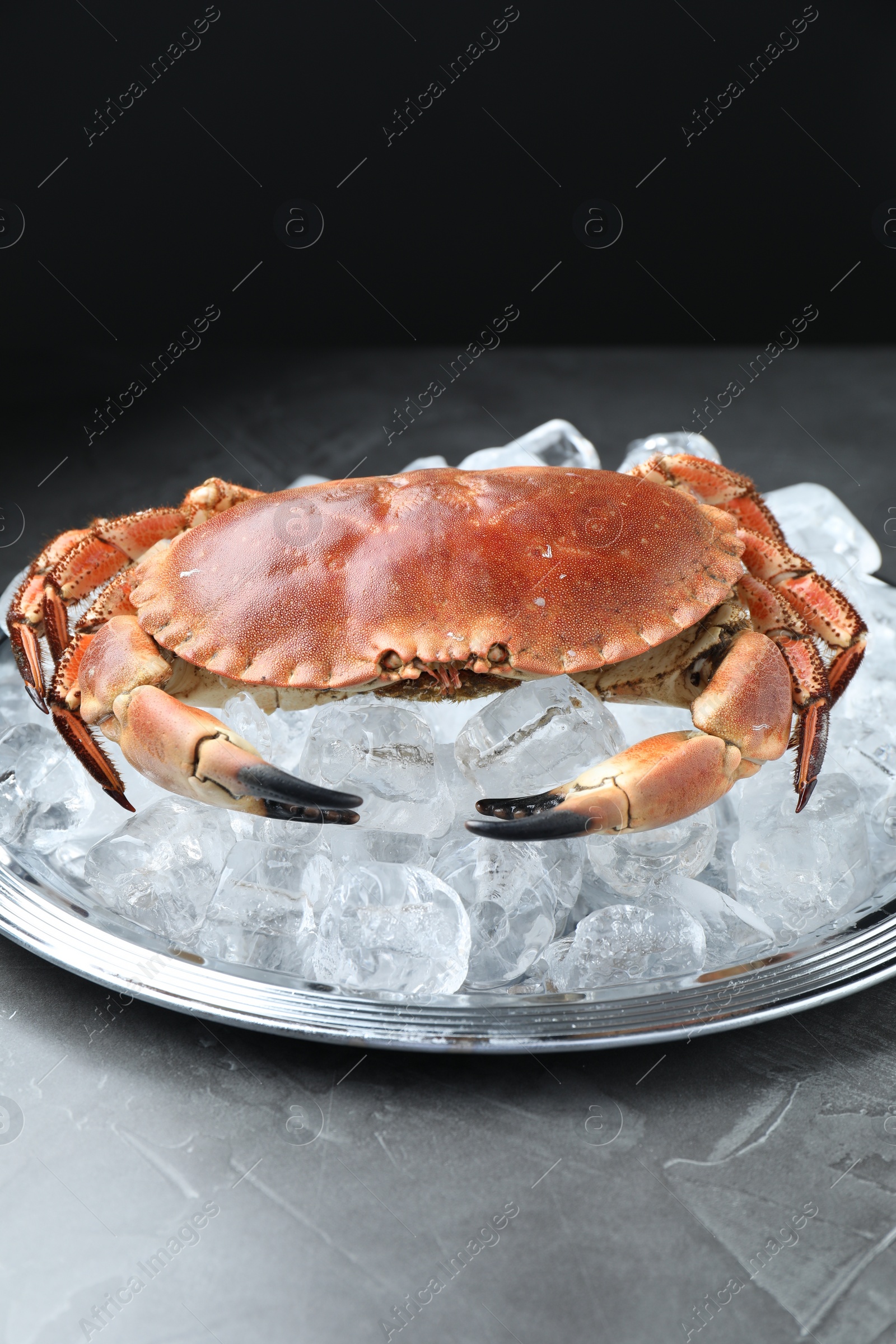 Photo of Delicious boiled crab with ice cubes on grey table