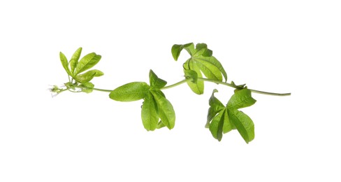 Branch of passion fruit plant (Passiflora) isolated on white