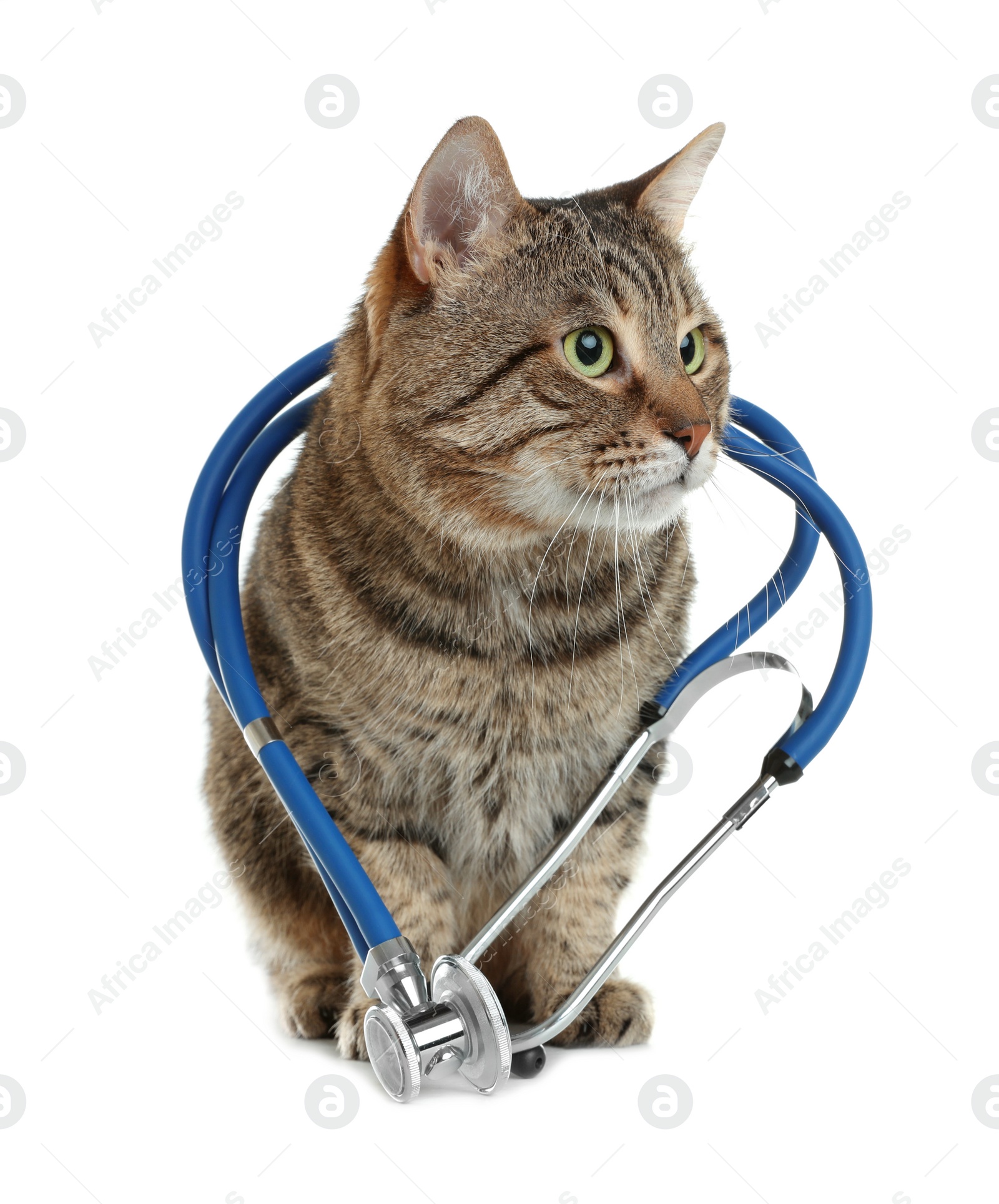 Photo of Cute cat with stethoscope as veterinarian on white background