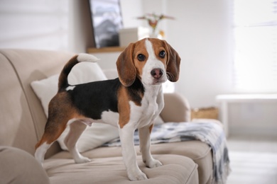 Photo of Cute Beagle puppy on sofa indoors. Adorable pet