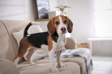 Cute Beagle puppy on sofa indoors. Adorable pet