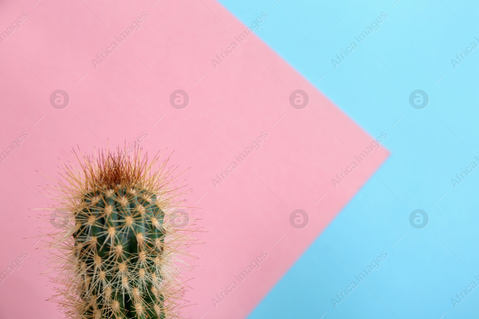 Photo of Beautiful cactus plant on color background, space for text