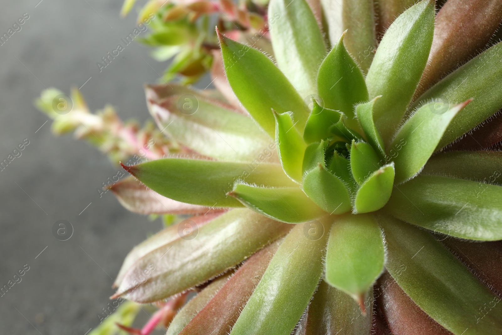 Photo of Beautiful echeveria on grey background, closeup. Succulent plant