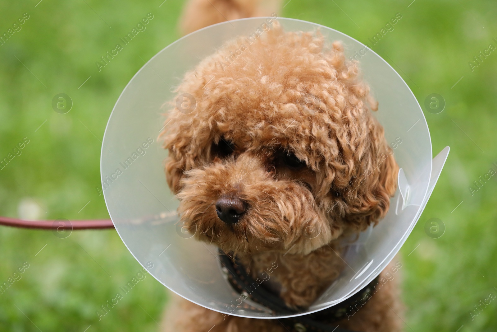 Photo of Cute Maltipoo dog wearing Elizabethan collar outdoors, closeup