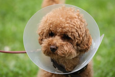 Cute Maltipoo dog wearing Elizabethan collar outdoors, closeup