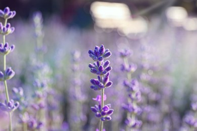 Photo of Beautiful lavender flowers growing in field, closeup. Space for text
